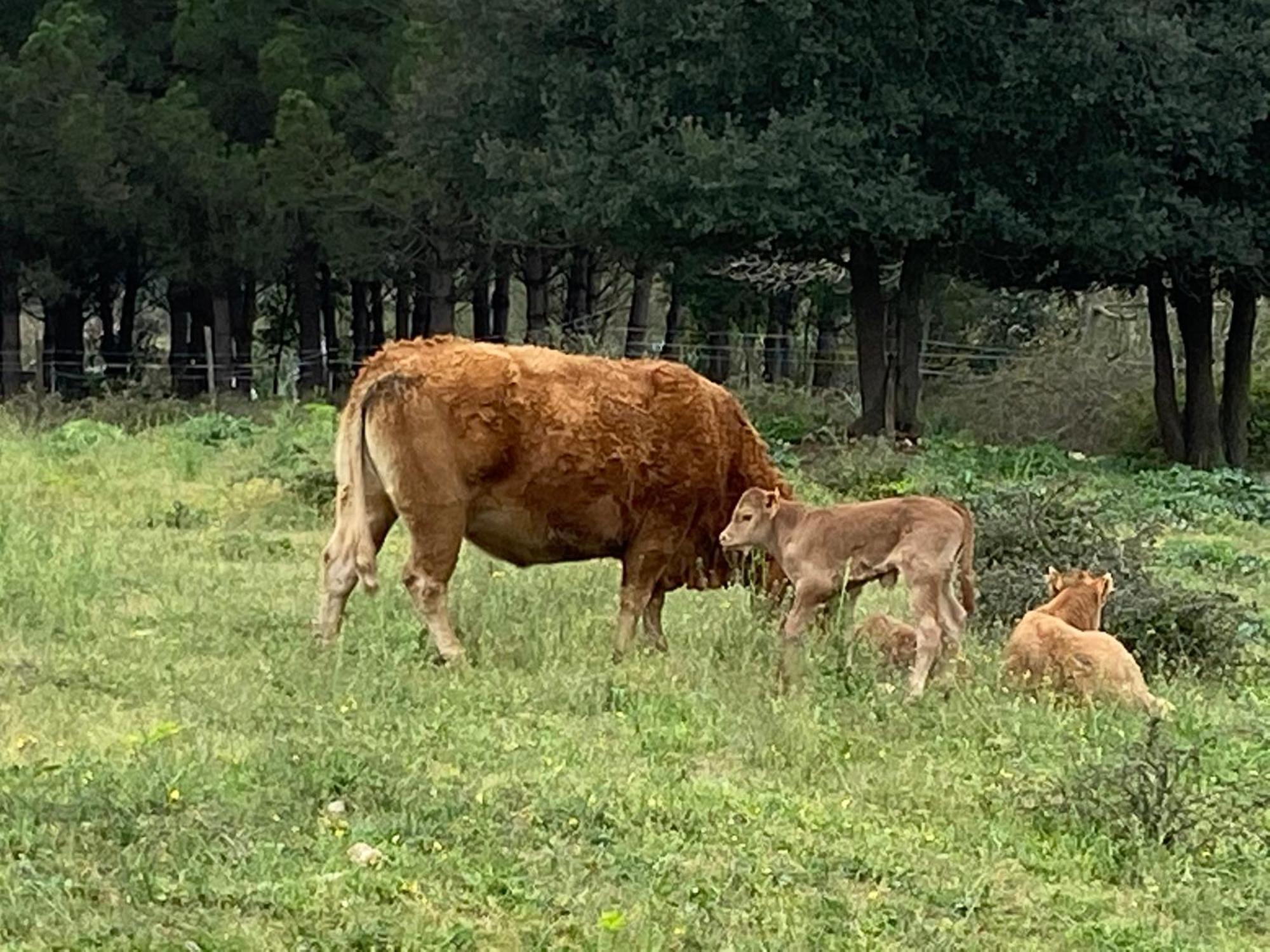 Casa Rural Can Jepet La Cellera de Ter エクステリア 写真